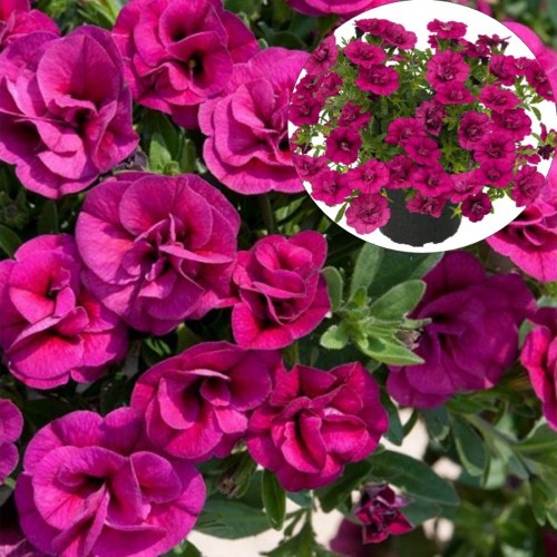 Calibrachoa POCKET 'Double Magenta' - Puispetuunia POCKET 'Double Magenta'  